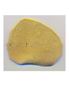 Small flat Antiminsion sponge